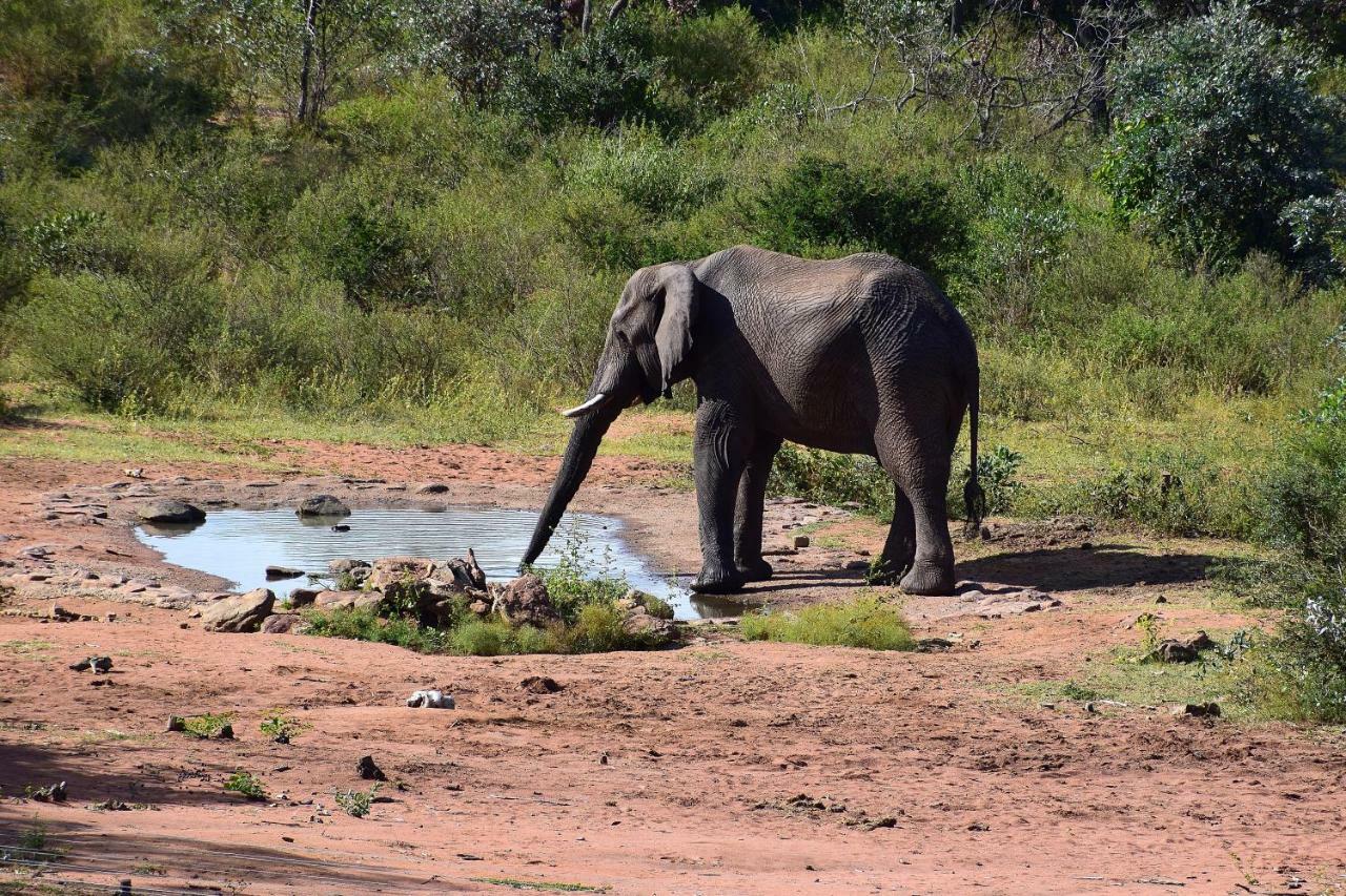 Sekala Private Game Lodge Welgevonden viltreservat Exteriör bild